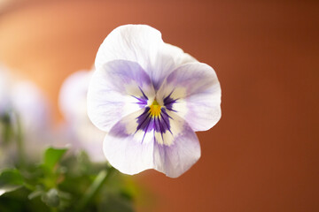 Viola flower, purple and yellow blooming plant, close up