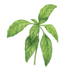 Basil herb watercolor illustration. Food hand drawn clipart element. Kitchen art.
