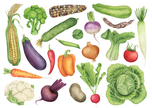 Regular vegetables watercolor illustration. Food hand drawn clipart collection. Botanical elements clipart set. Beet, potato, radish, cabbage, eggplant, carrot, pepper, daikon, zuchini.