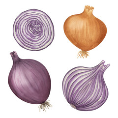 Yellow and red onion watercolor illustration. Food hand drawn clipart collection. Botanical elements clipart set. Kitchen art.