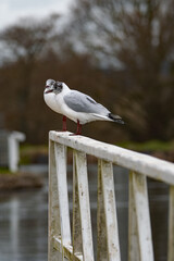 Black headed gull. Very softly focused foreground makes for an unusual and striking image of this beautiful small gull.