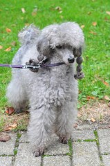 Silver gray poodle - Pudel silbern