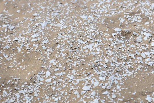 Shell midden (sambaqui) on the sand dunes of Balneario Atlantico Beach, in Arroio do Sal, Rio Grande do Sul, Brazil