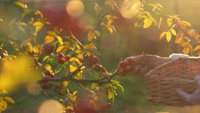 Immerse yourself in the warmth and beauty of this 4K high quality footage of an elderly woman's peaceful rose hip harvest in a sunlit garden. Sustainable living and the benefits of holistic health