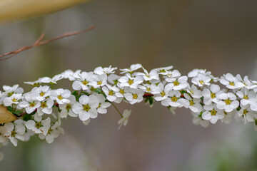東京ミッドタウンでユキヤナギが最盛期