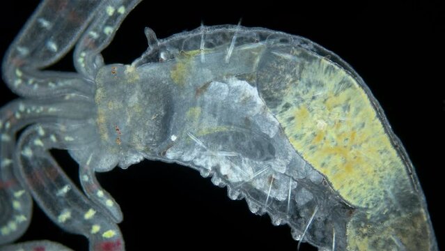 Worm Polychaeta of family Terebellidae under the microscope, phylum Annelida. Possibly late larval stage. Internal organs close-up. Red sea