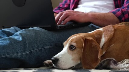 dog as a companion while working from home. pets reduce stress, provide emotional support, and improve overall well-being. responsibilities of pet ownership and how manage them while working from home