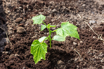 green cucumber seedling in the ground in the garden close-up