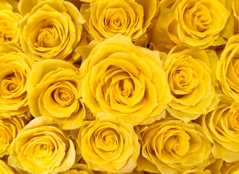 Beautiful yellow roses texture background.Rose pattern.