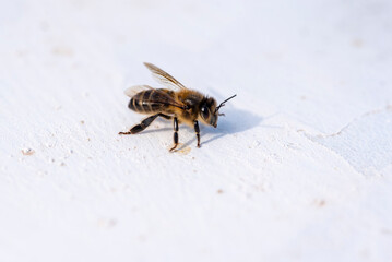Honey bee on white wall. Macro photo with shallow depth of field