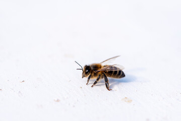 Honey bee on white wall. Macro photo with shallow depth of field