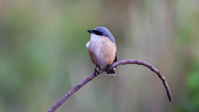 Grey-backed Shrike Lanius tephronotus perched on a branch .