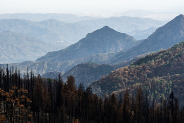 Burned Trees Below Sunset Point in Sequoia National Park