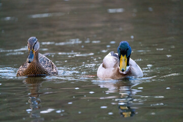 Pair of ducks swimming in the river water