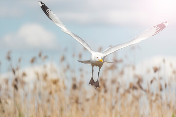 seagull flies with wide wings