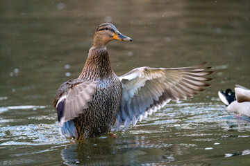Duck in the water flapping and waving on the river