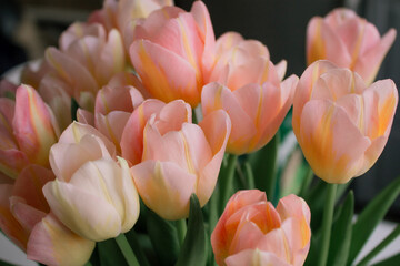 Delicate pink and yellow tulips, a symbol of spring, love, tenderness. A gift for a holiday or birthday, background, postcard, greeting. Horizontal photo