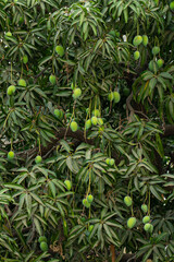 mango tree