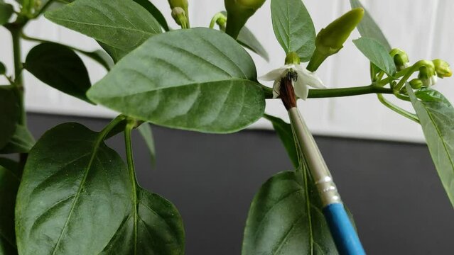 Artificial pollination of a pepper flower with a brush
