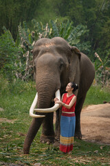 Beautiful tourist Asian women who wear traditional Thai dress in the identity costume culture are smiling happily with the Thai elephant in green nature at Chiang Mai, Thailand.