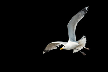 white bird flying spread wings isolated on black