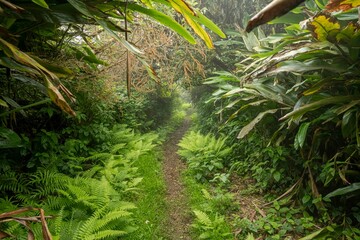 Cloud forest made by Charles Darwin in 19 century, Ascension island