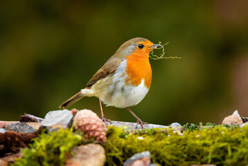 A close up of a single Robin with nesting material