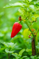 Pimenta na sua melhor vensaão dentro da natureza. 