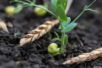 Green peas growing in field where wheat plants were harvested, cover crops to improve soil...