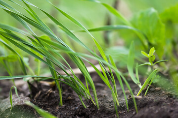 Small growing  wheat greens in farmland on sunny day, agriculture, sustainable farming concept, close up view 