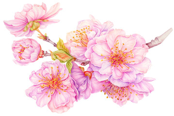 Fototapeta na wymiar Cherry blossoms, Realistic Branch of blooming Japanese sakura, Beautiful spring pink flowers. Watercolor hand painted botanical illustration