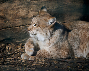 Adult lynx lies on the ground, spring day
