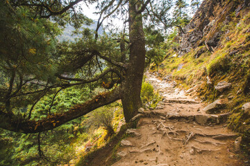 Trail in forest in the Himalayas, Nepal