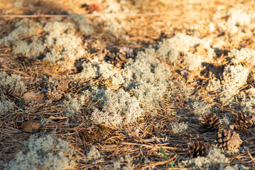 Close-up shot of reindeer moss lit by warm sun rays. Reindeer moss in pine forest