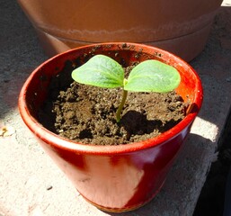 plant in a pot