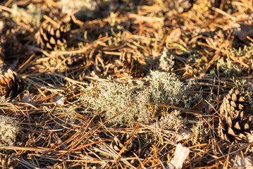 Reindeer moss on the ground, some pine cones around. Reindeer moss in forest