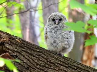 Baby Barred Owl exploring his new world and figuring out how to take small steps 
