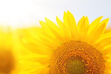 Naklejka premium Close up shot of sunflower backlit by bright sunlight. Vibrant sunflower in bloom in agricultural field