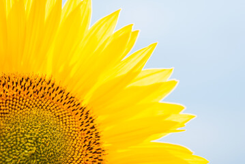 Close up shot of golden sunflower against blue sky. Sunflower concept, agriculture, growing sunflowers for seed and oil.