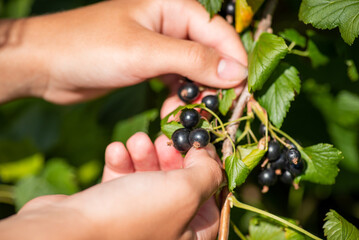 Close up shot of gathering currant berries. Black ripe currant berries on bushes