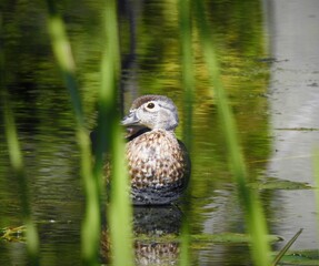 duck in the water