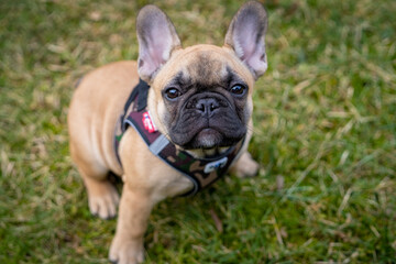 french bulldog 