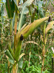 Raw Corn at Corn Farming