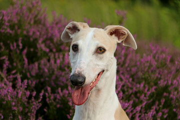 beautiful greyhound head portrait in the heath