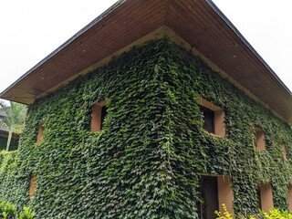Tropical Paradise: House Covered in Lush Greenery