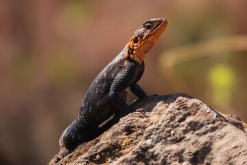 A male agama lizard on a volcanic rock at Nakuru, Kenya