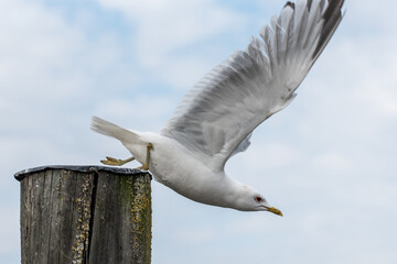 a common gull or sea mew (Larus canus) takes off from a top of a wood column
