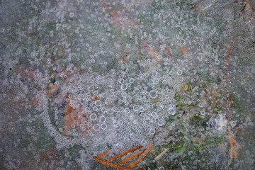 Ice. frozen water, green grass and thuja leaves under the ice. frozen puddle in the garden.