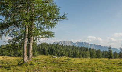 Fototapeta premium Beautiful summer alpine landscape with grass and two pine trees in the foreground at the left side and forest and mountains in the background.