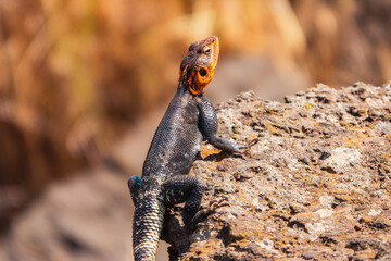 A male agama lizard on a volcanic rock at Nakuru, Kenya